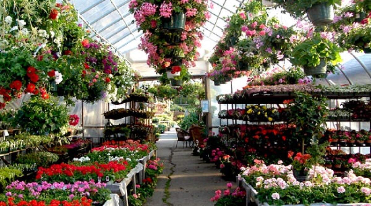 Nursery plants online