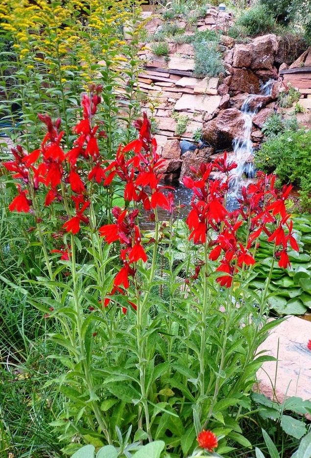 Red cardinal flower