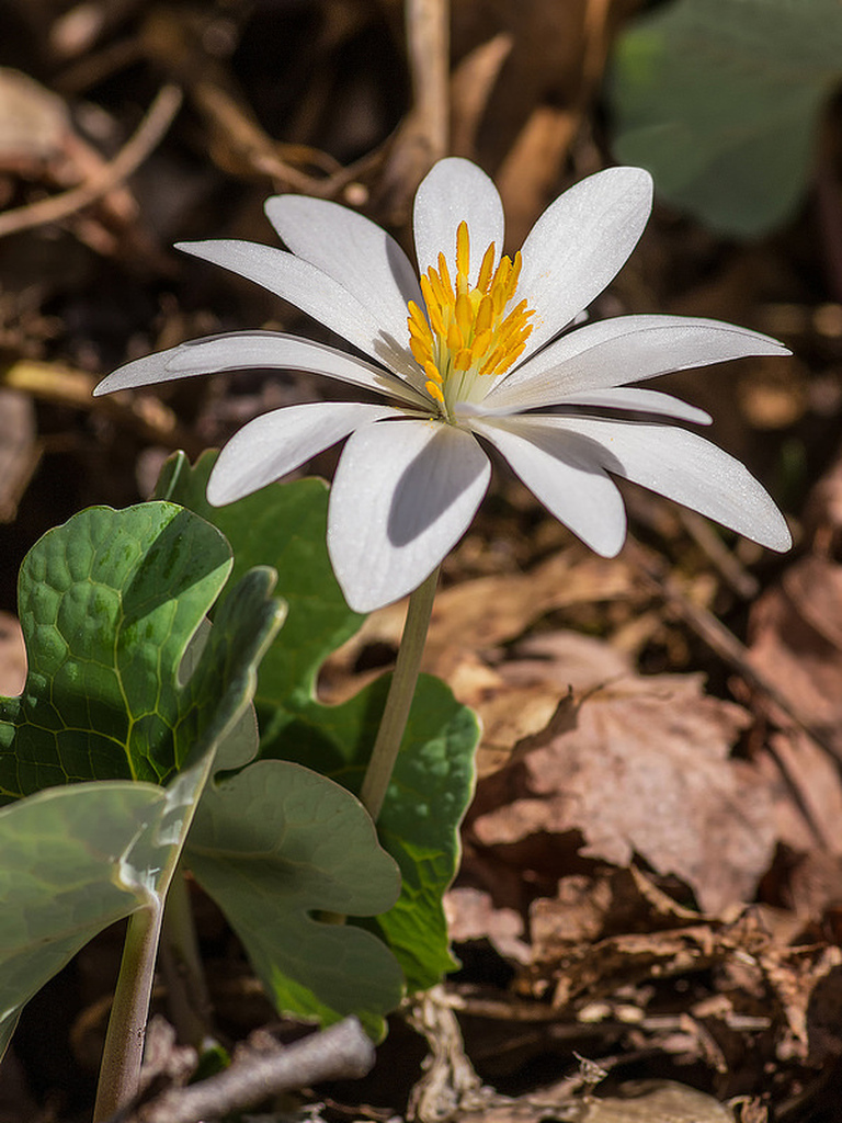 Bloodroot