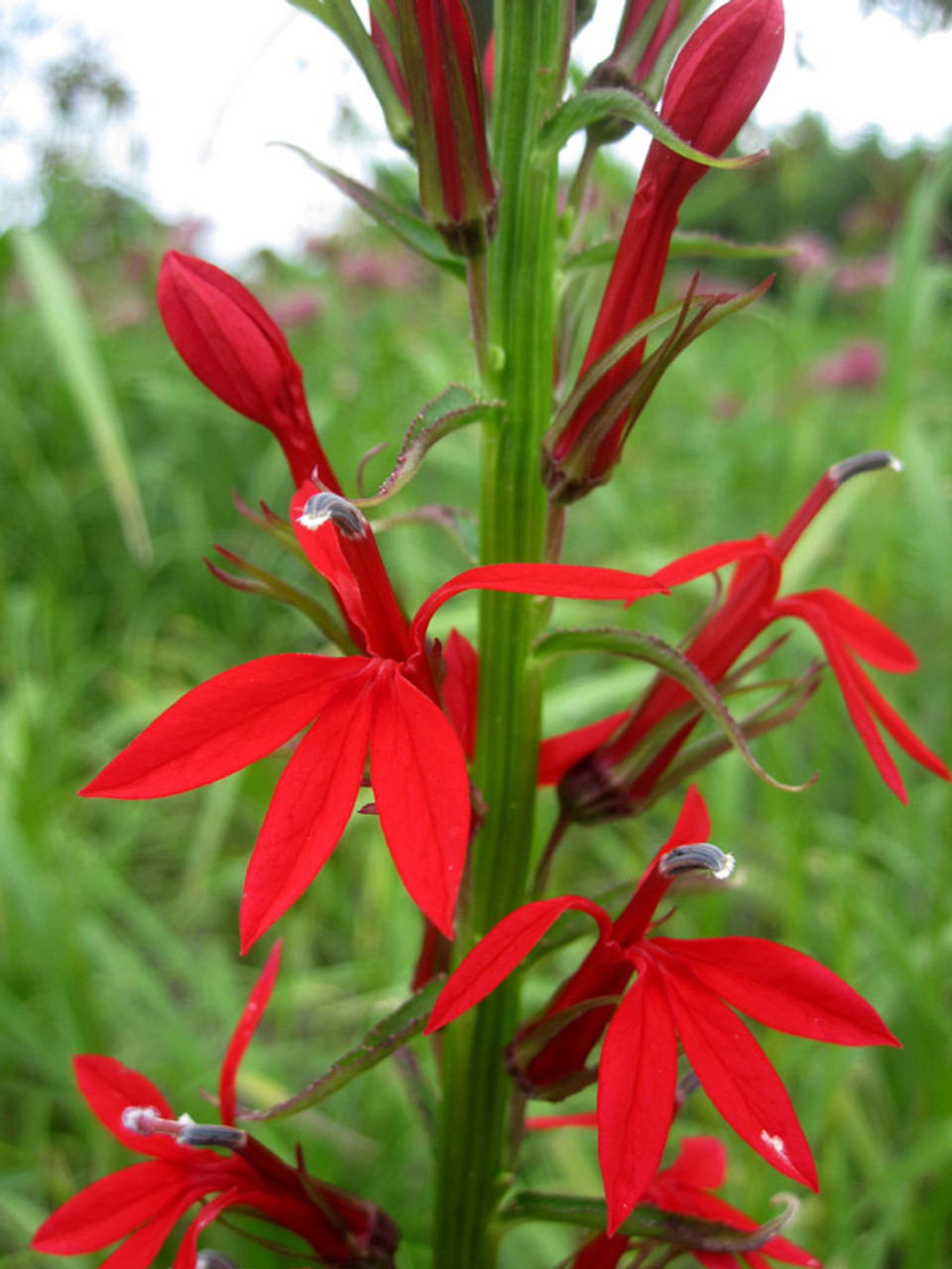 Red Cardinal Flowers