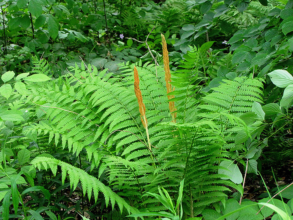 Cinnamon Fern