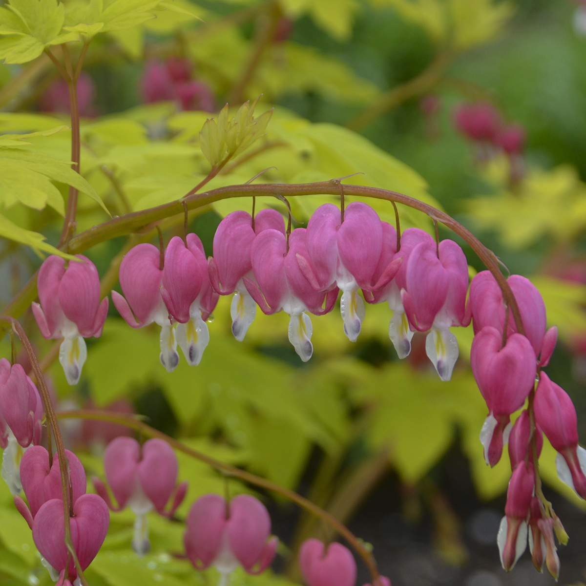 Bleeding Heart