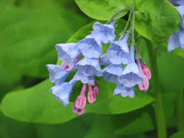 Virginia Bluebells