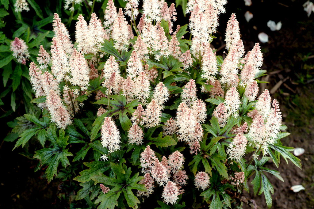 Foam Flowers