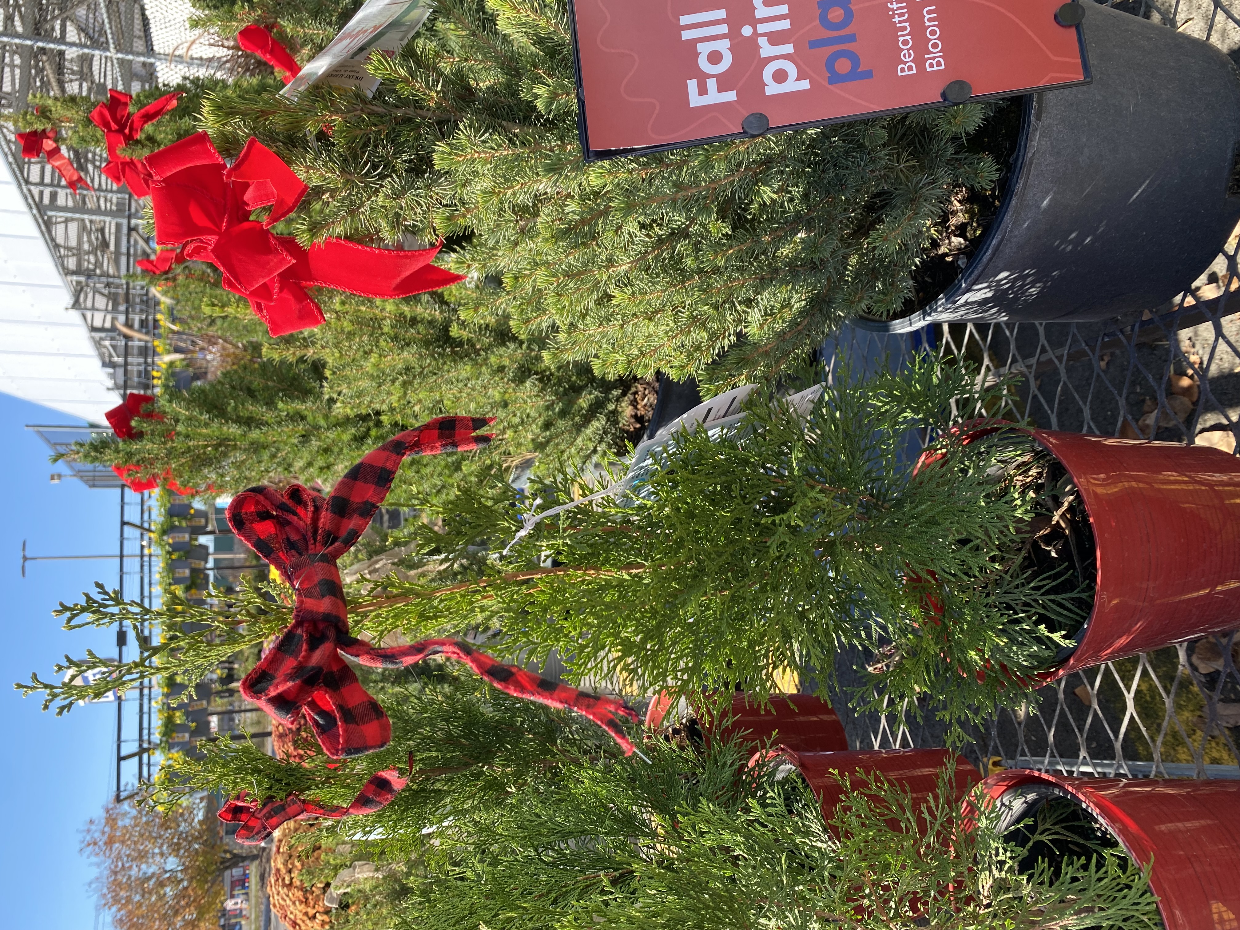 Emerald Green Arborvitae