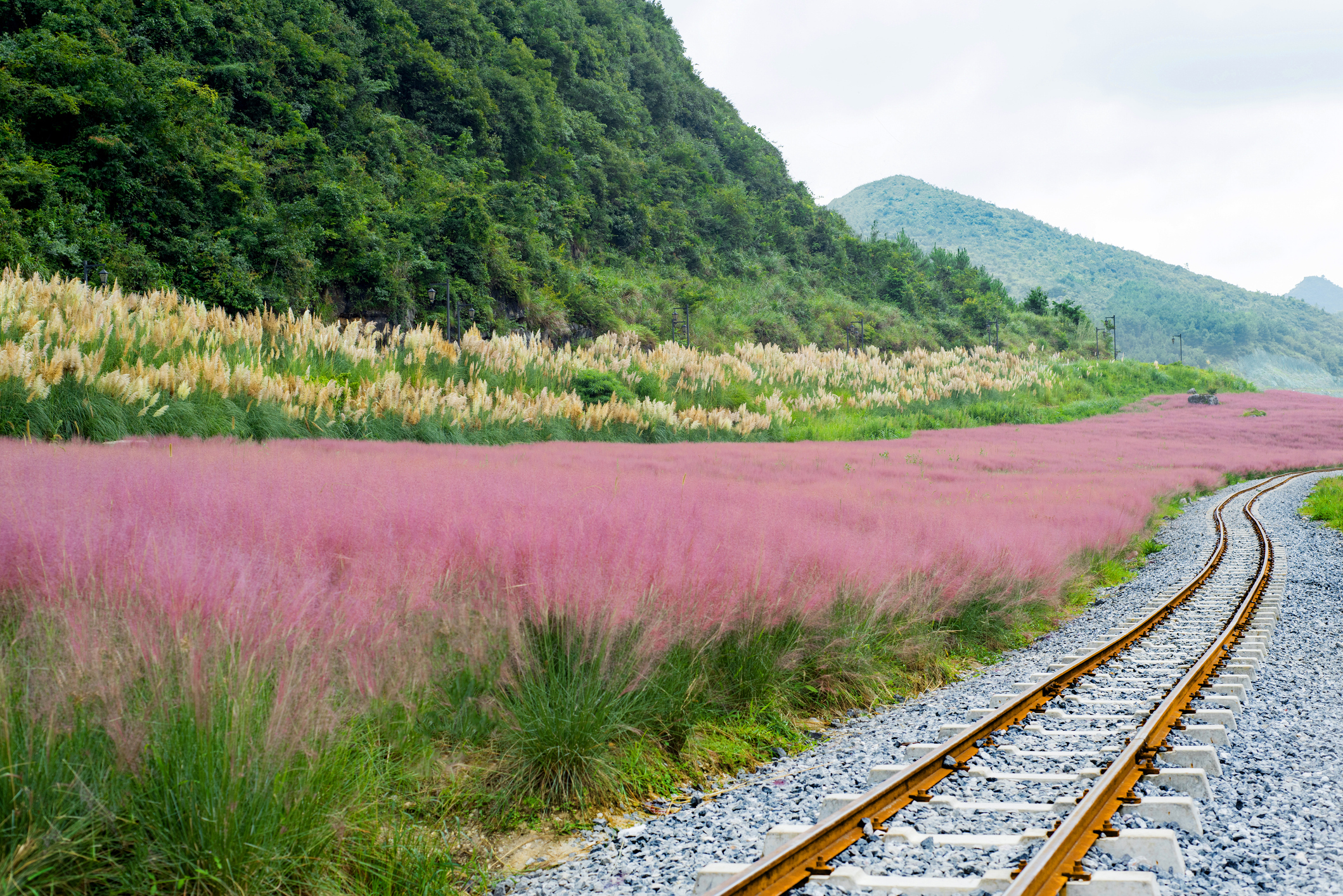 pink muhly grass