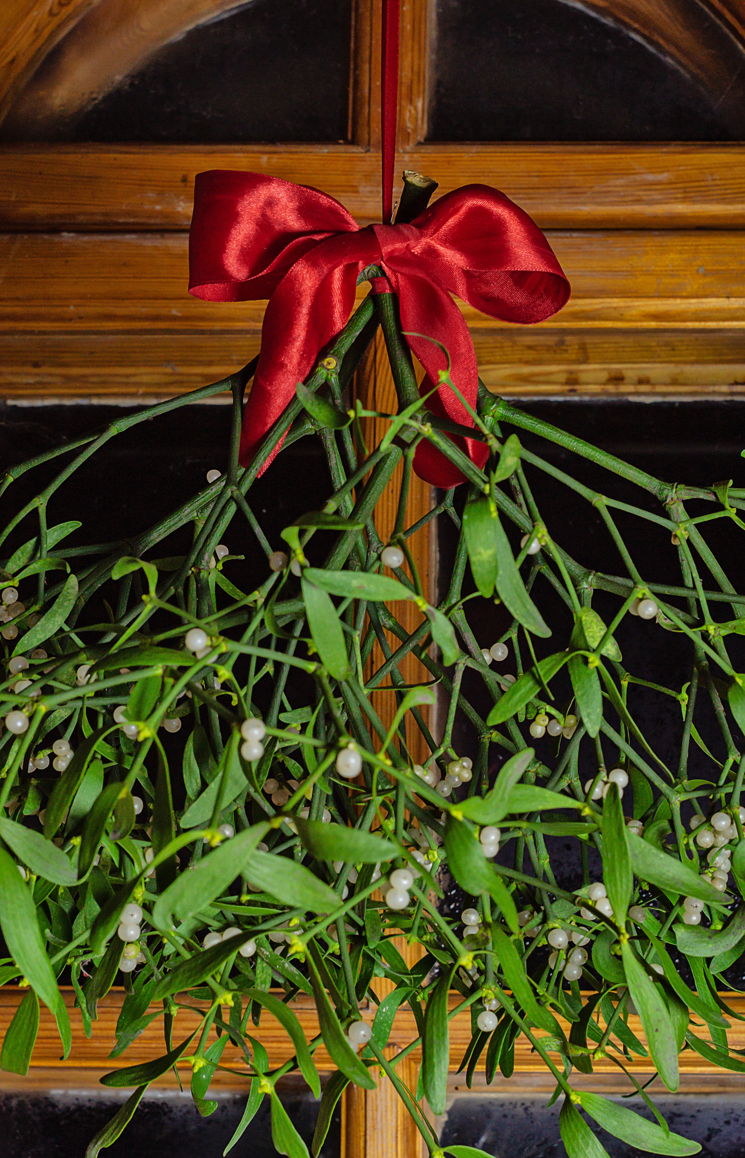 Fresh Mistletoe hanging for Christmas