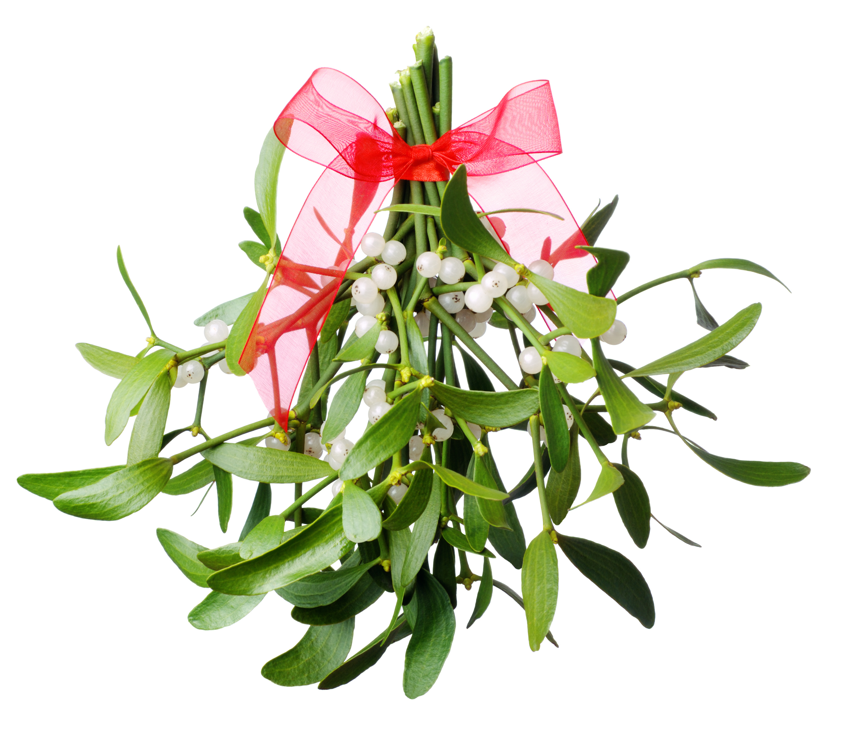 live mistletoe Live mistletoe for sale