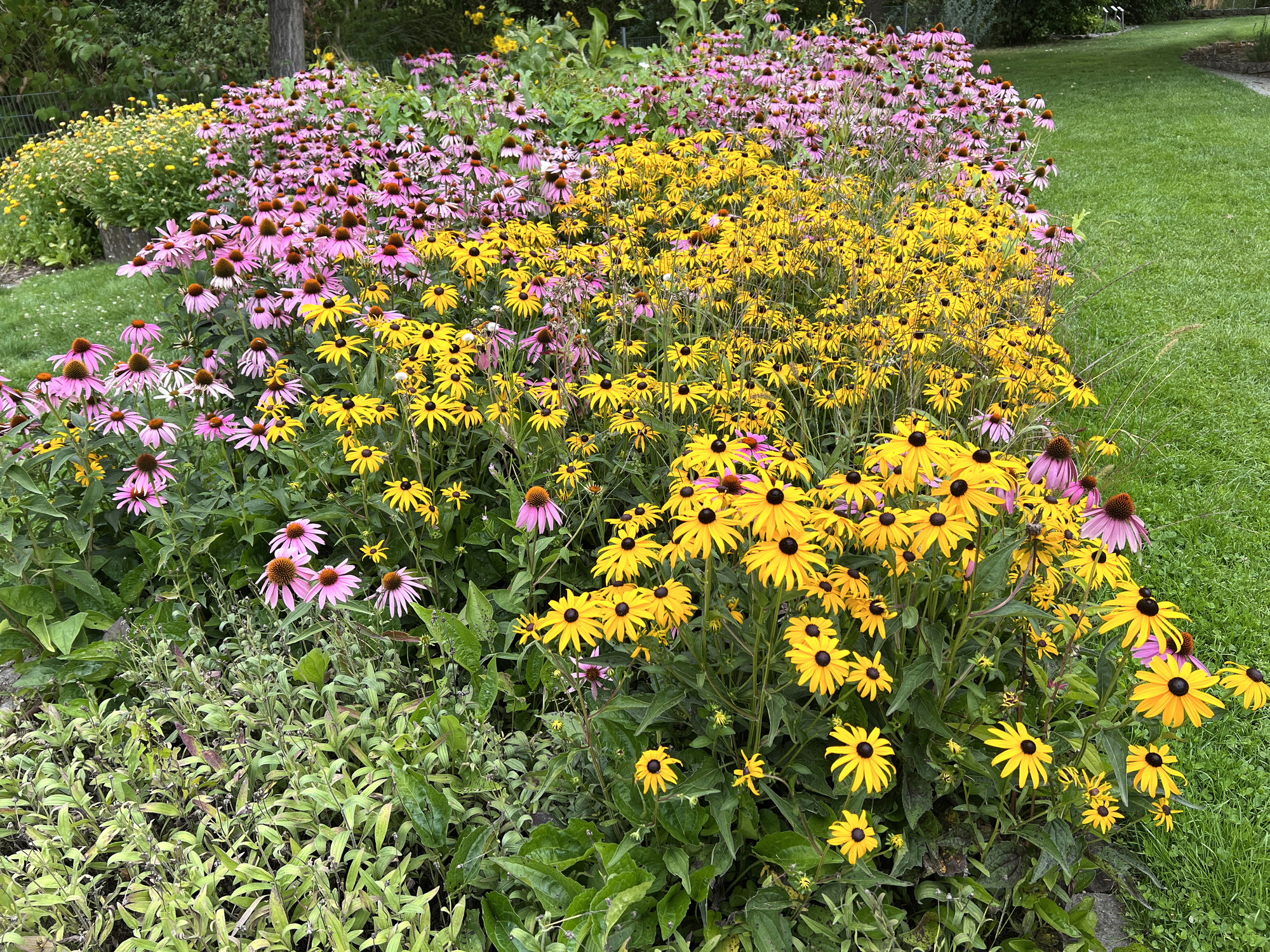 black eye susan in full bloom summer