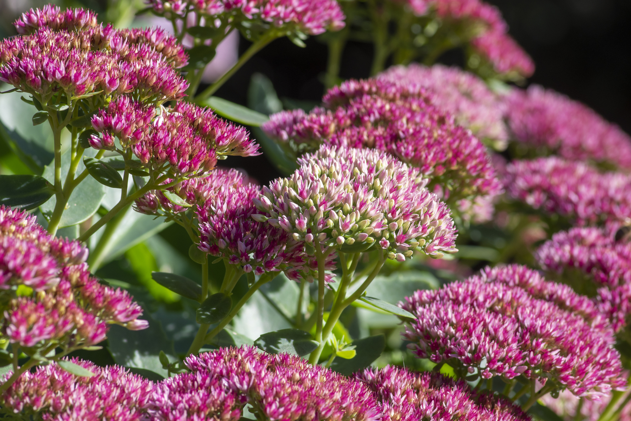 Autumn Joy Sedum