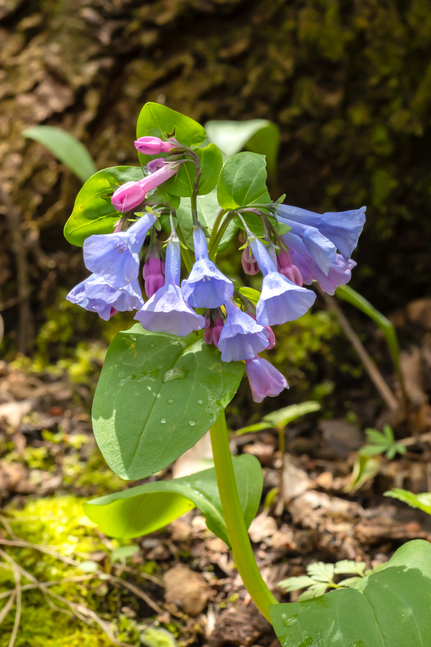 Virginia bluebell blooms