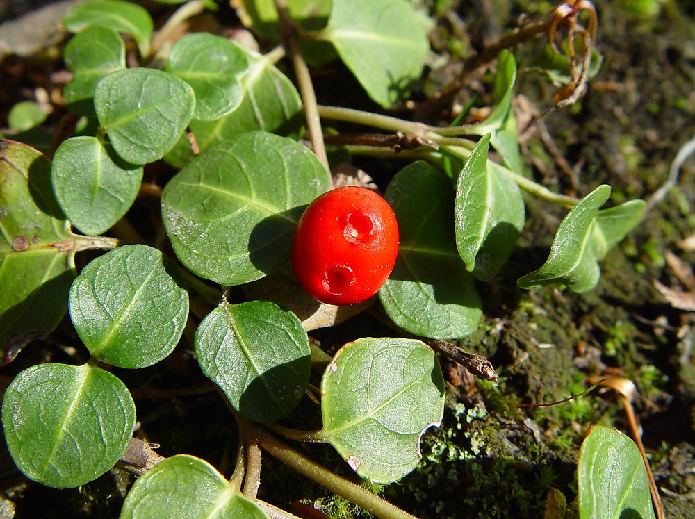 Ground Covers