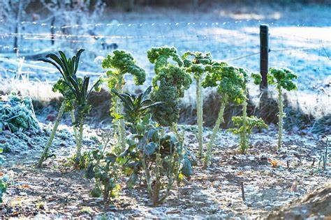 Winterizing your garden