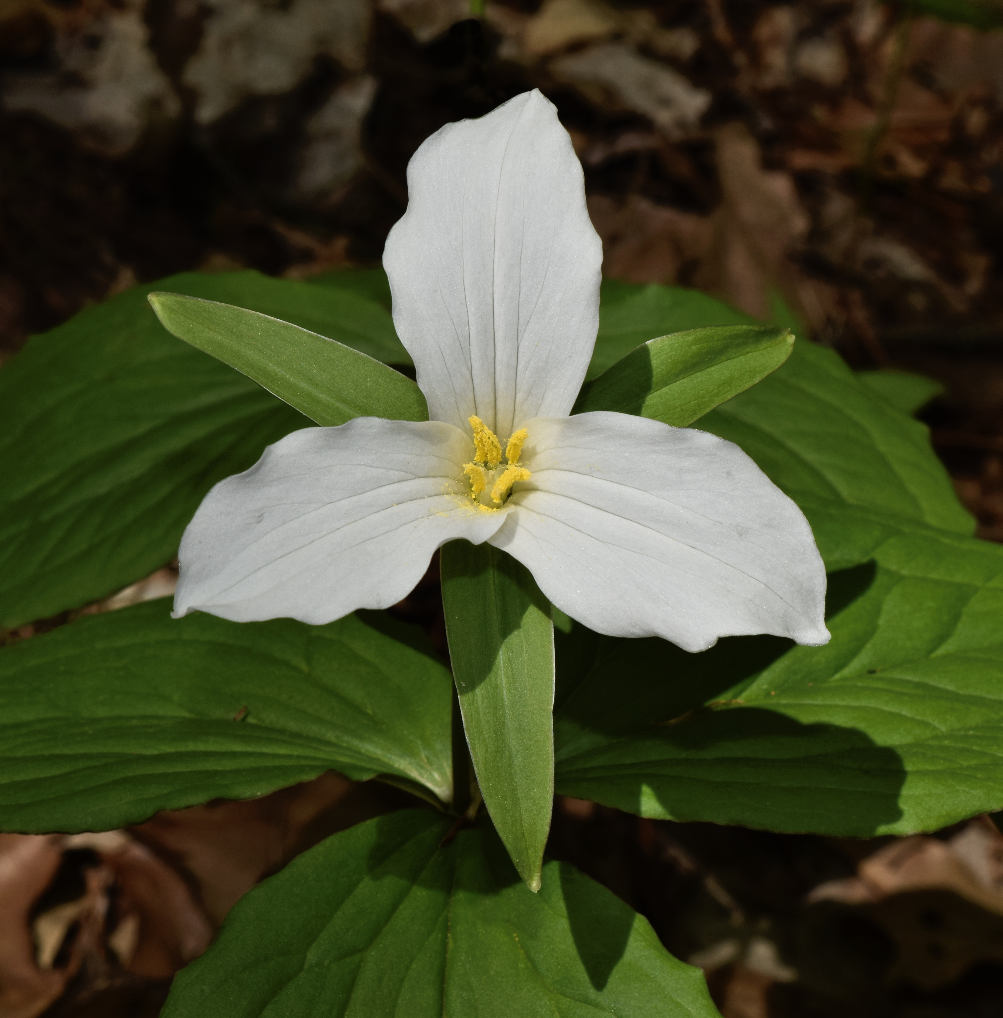 Great White Trillium