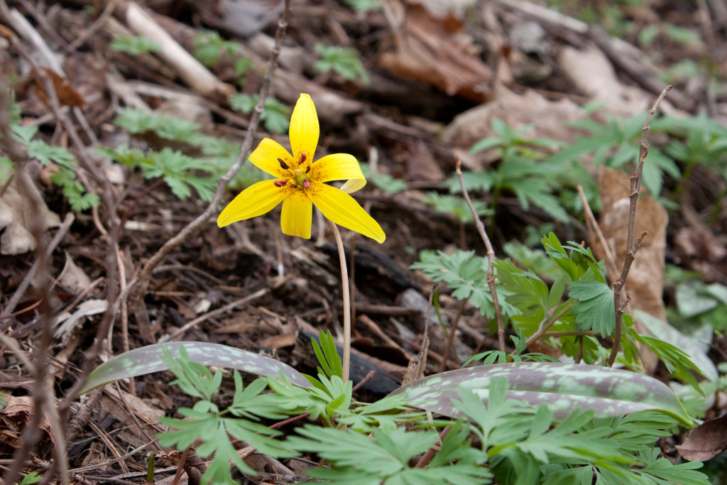 Trout Lily