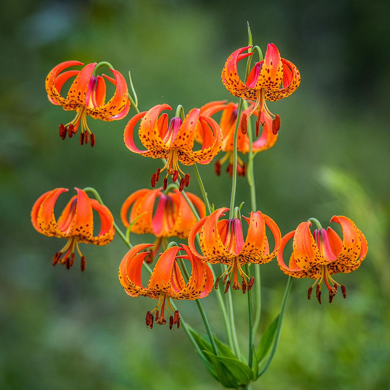 Turk's Cap Lily